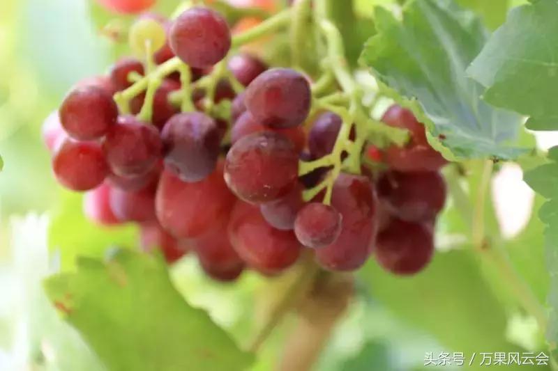 55元一斤的水果有哪些,5-6元一斤的水果有哪些