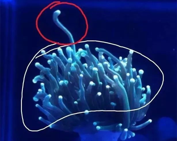 生死看淡不服就干古风打戏,生死看淡不服就干打一动物