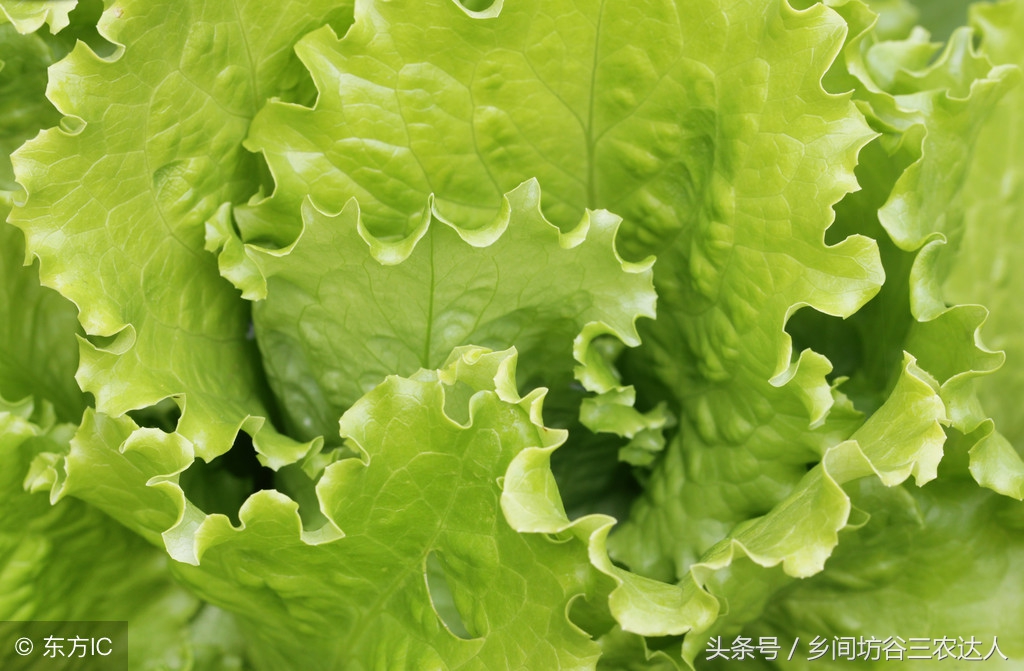 娃娃菜病怎么防治,娃娃菜软腐病