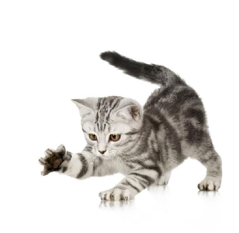 买猫去宠物店还是猫市场好一点,买猫最好到宠物店买还是到网上买