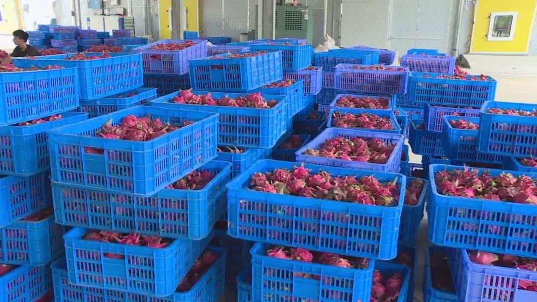 贵州关岭火龙果批发,火龙果深加工产品