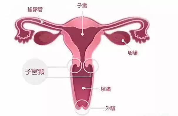 没遇上卵子的精子，最后都去哪儿了？