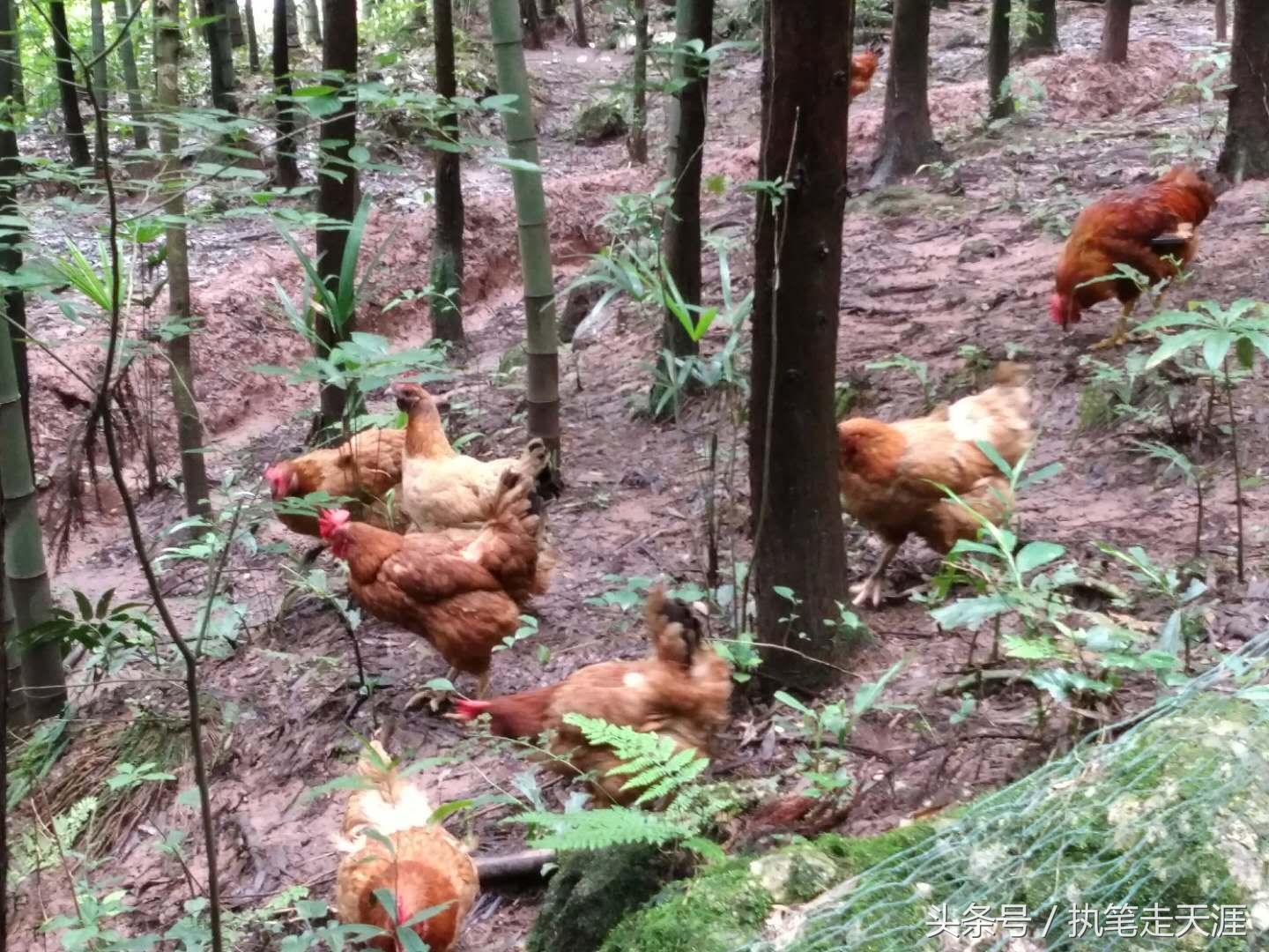 曾经成都人首选的度假小镇大邑花水湾，现在怎么样了？