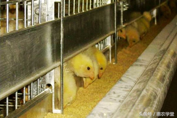 夏天鸡呼吸道病的症状,鸡夏季呼吸道疾病