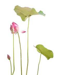 何湛兮:荷花的别名与诗词