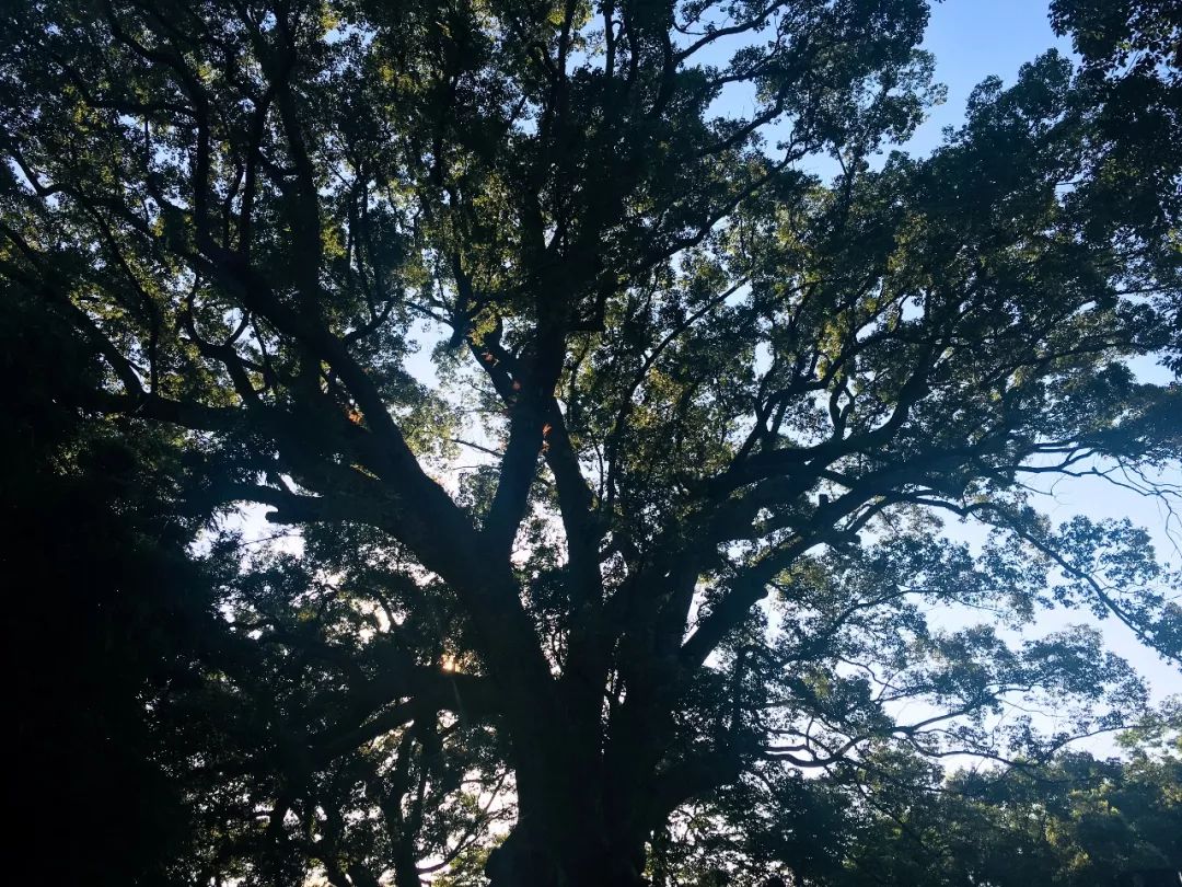 千年山中古村风景,千年香樟百年古村
