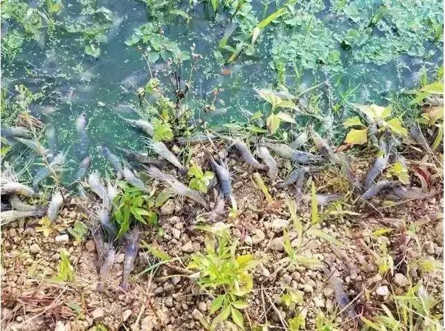 如何应对高温缺氧,高温缺氧怎么办