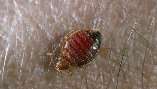 十种可怕吸血虫,世界上最致命的吸血虫子