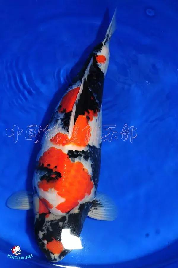 锦鲤知识分享锦鲤饲养经验,一位鱼友和锦鲤的春夏秋冬