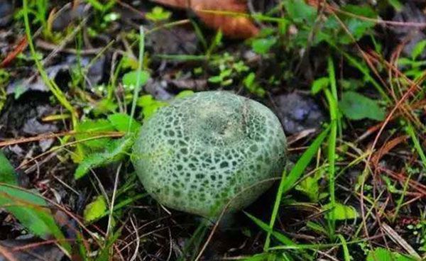 野生菌不知道有没有毒,野生菌有毒无毒的识别