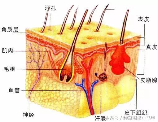 毛孔大和遗传有关系吗,脸出油有没有遗传关系