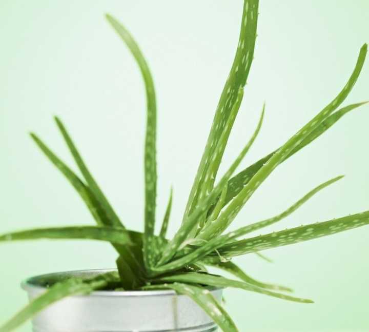 芦荟叶子黄怎么办,芦荟叶子坏了怎么处理