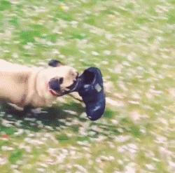 巴哥犬到底有多聪明,愁云满面