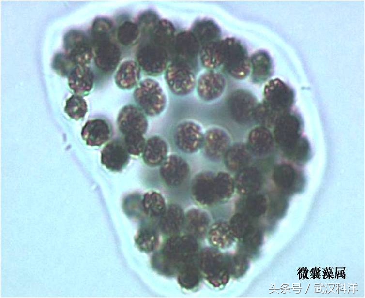 海缸几种常见的藻类,中国常见浮游藻类图谱