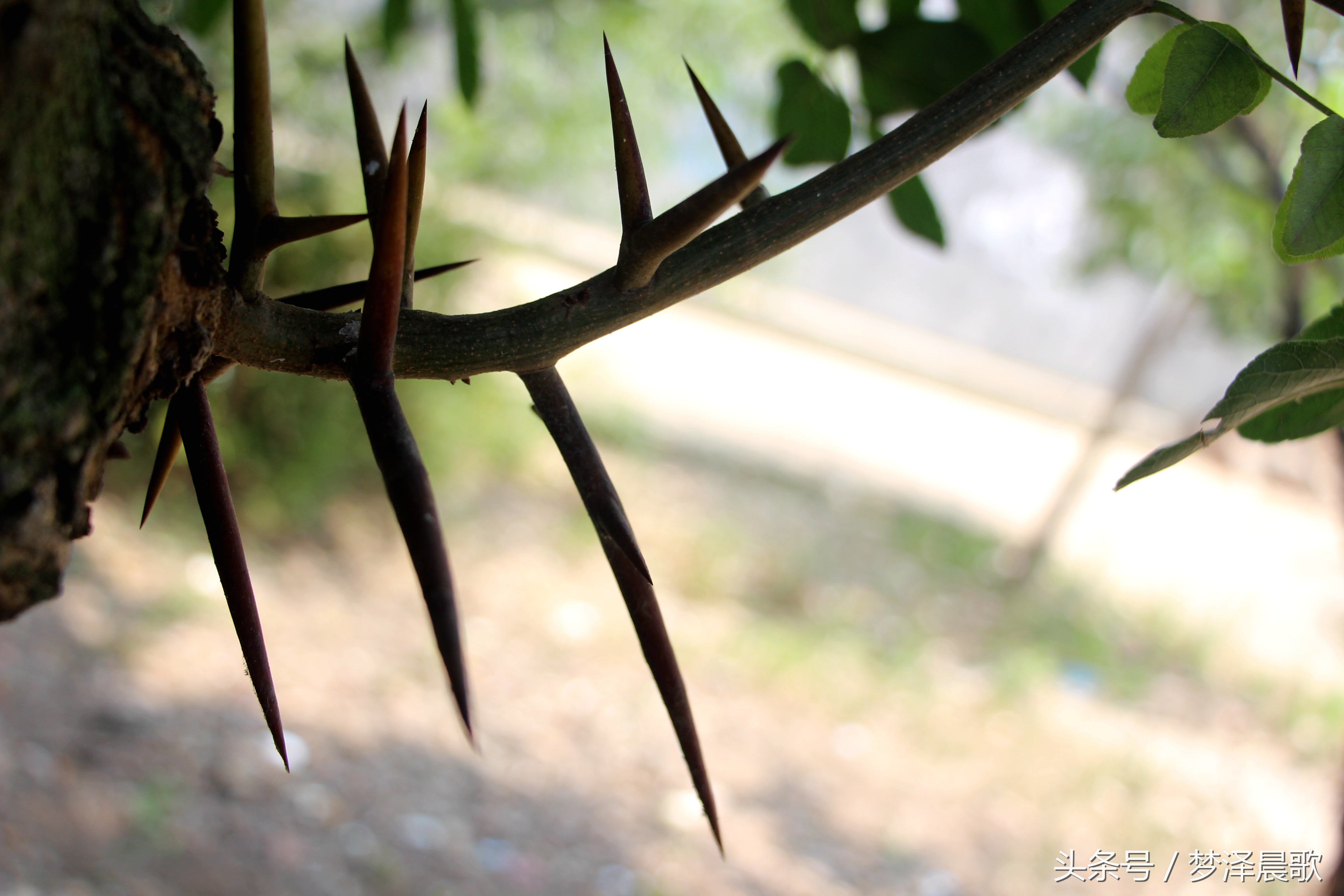 长满长长的尖刺看着吓人难得一见的稀有百年老皂荚树