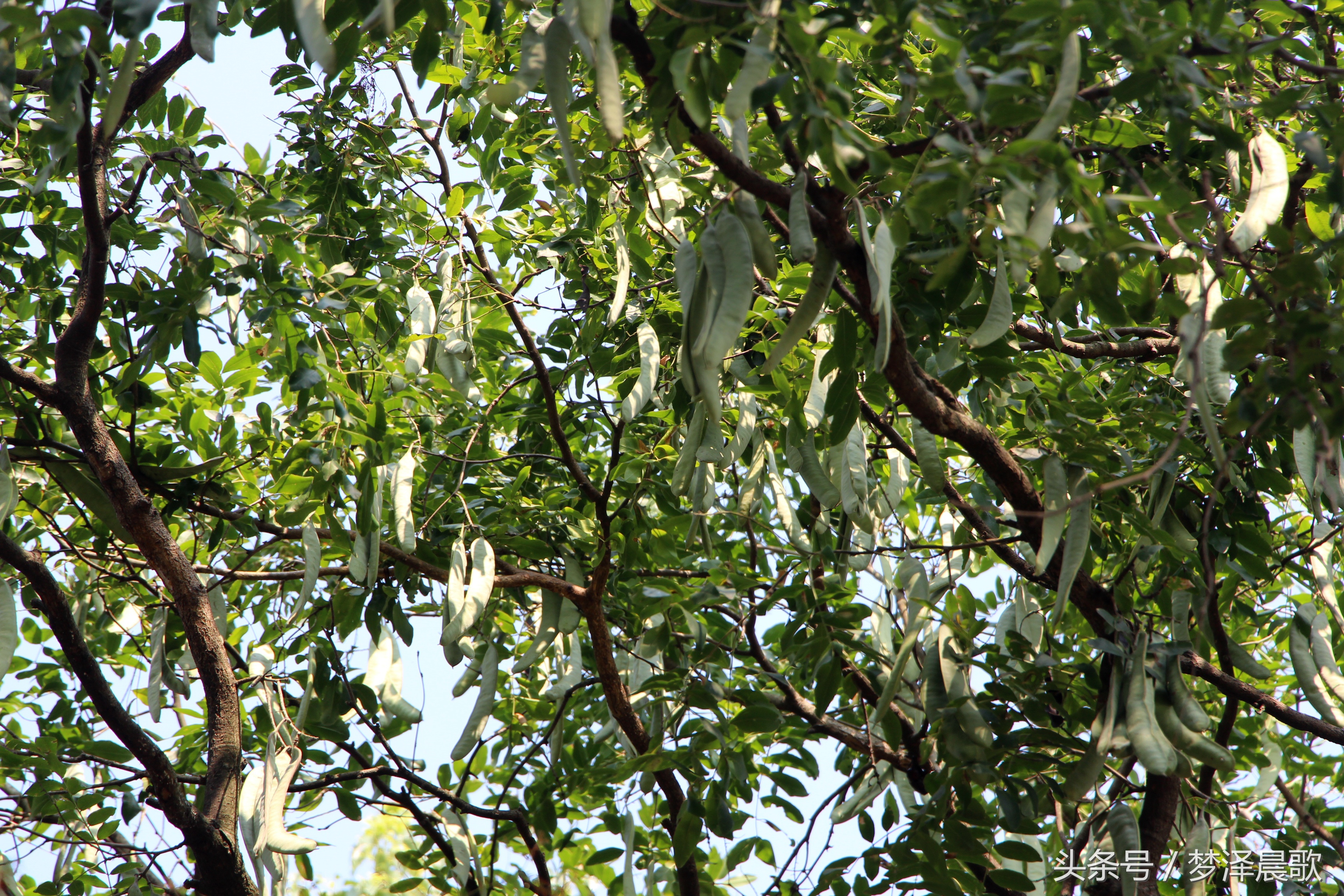 长满长长的尖刺看着吓人难得一见的稀有百年老皂荚树