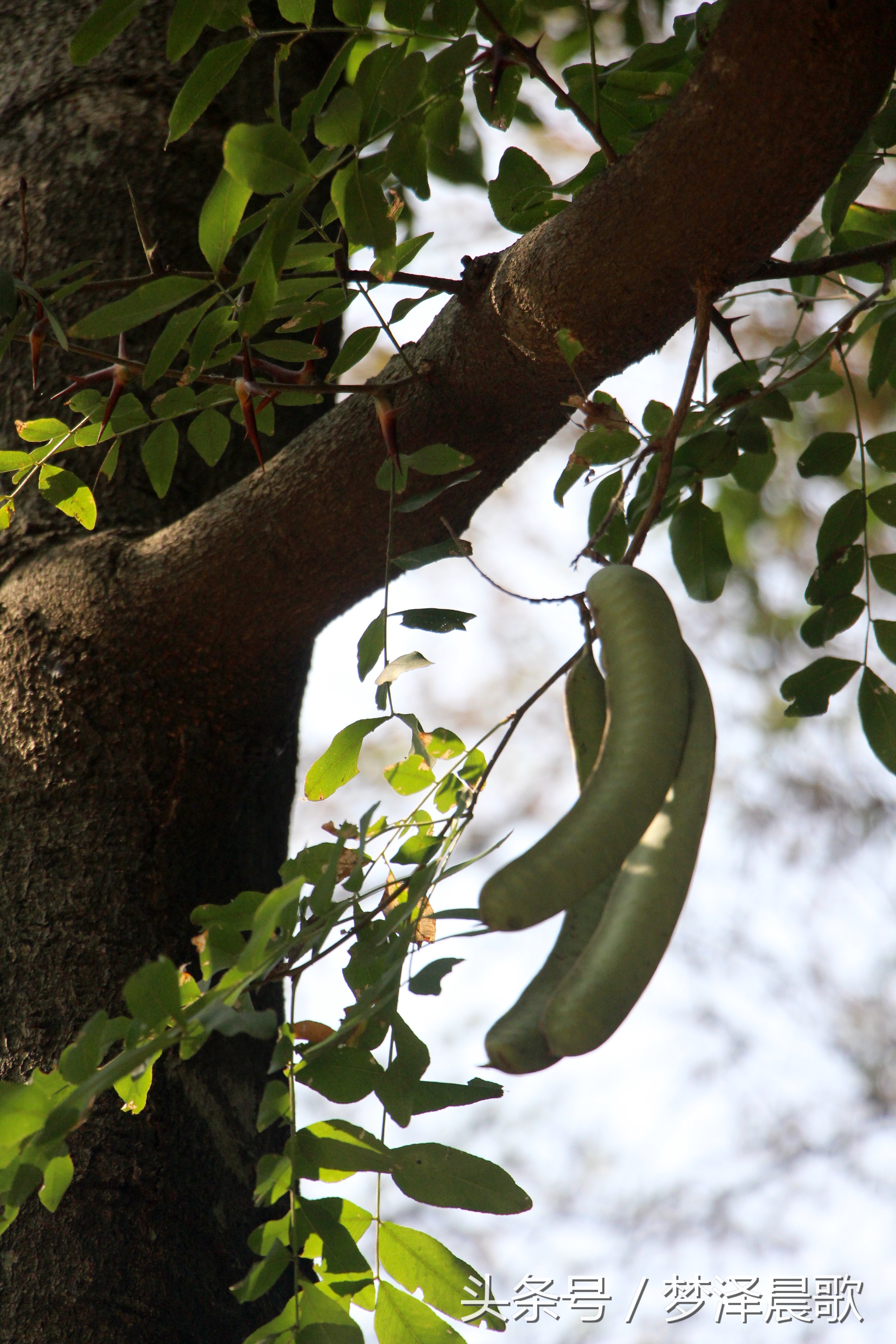 长满长长的尖刺看着吓人难得一见的稀有百年老皂荚树
