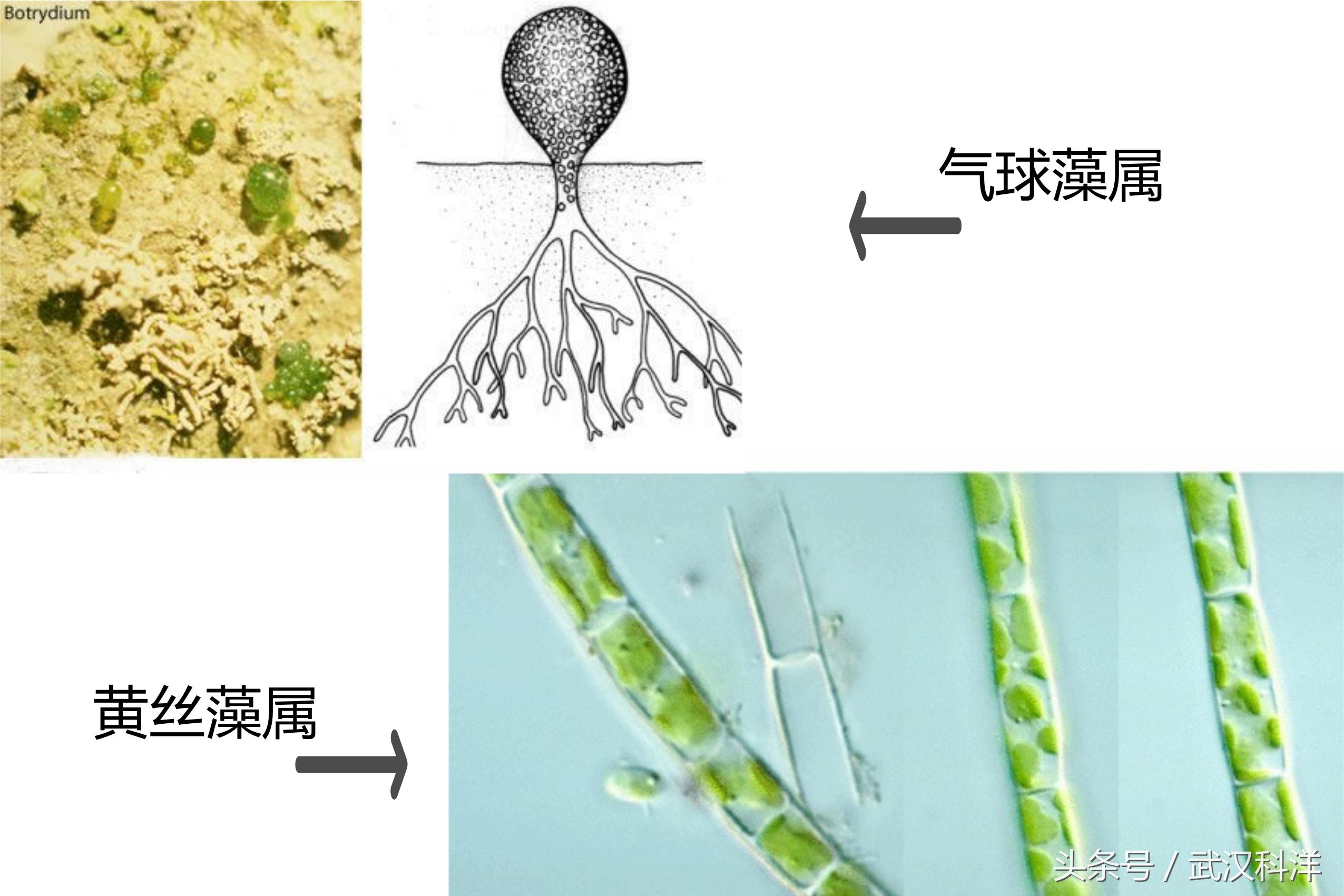 海边常见藻类植物图片,藻类植物常见的有什么