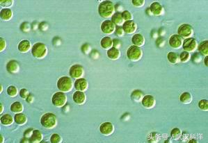 海边常见藻类植物图片,藻类植物常见的有什么