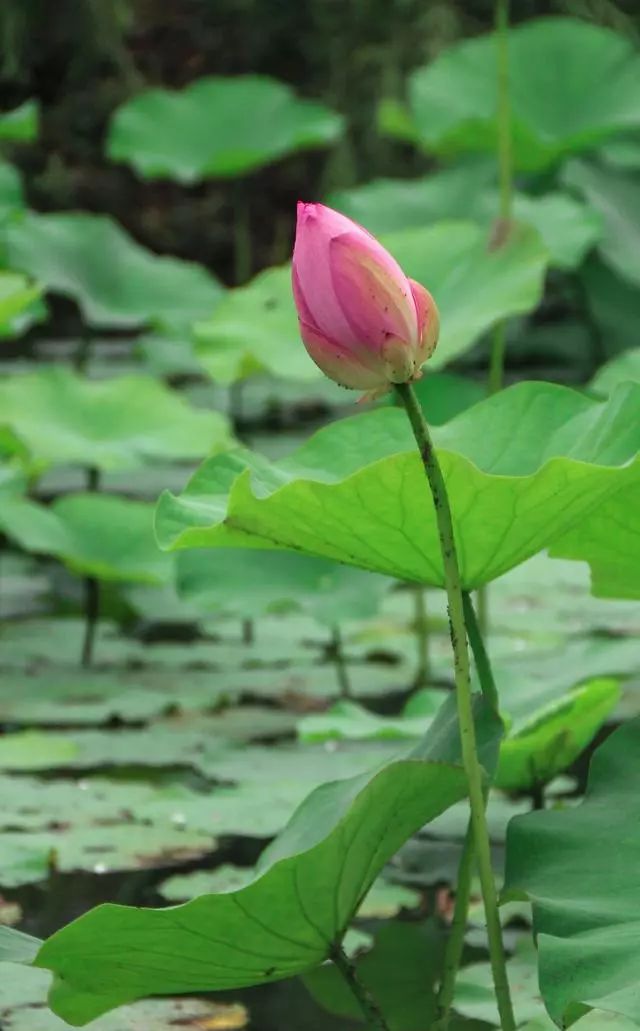 有没有一句你喜欢的但是夏日荷花的清凉就藏在这些只言片语之中