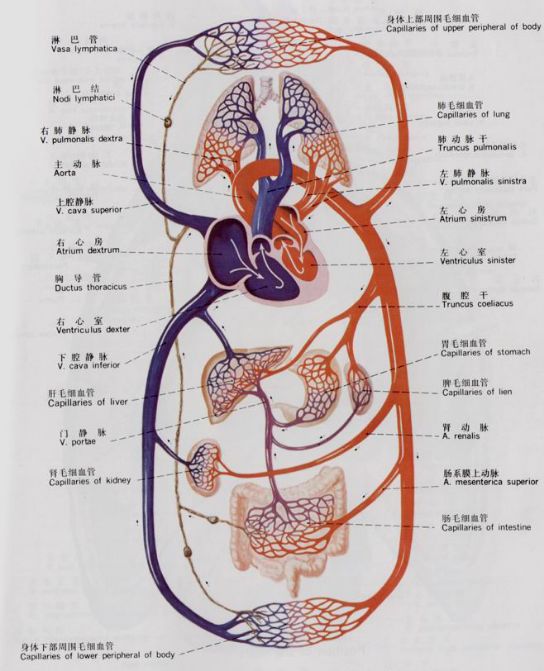 糖尿病下肢血管介入手术成功率,糖尿病下肢麻木中医辨证分析