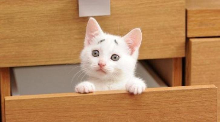 猫咪从刚出生到长大该注意些什么,猫咪是怎么生出来的呢