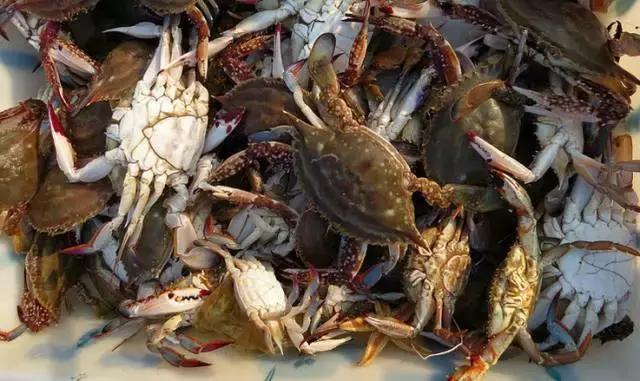 开渔哪种海鲜好吃,开渔了哪里吃海鲜