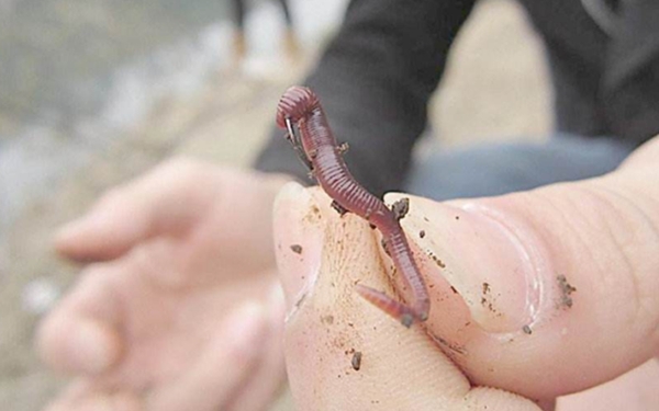 饵料用不完了怎么办,饵料用不完什么好办法留到第二天