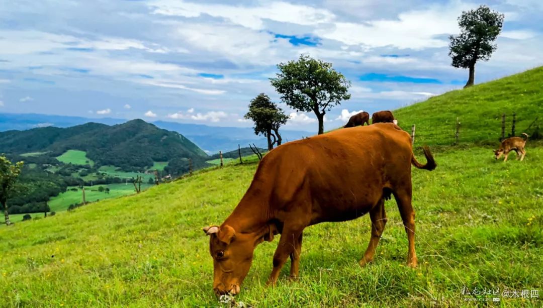 寻甸凤龙青青草原,寻甸凤龙山草原
