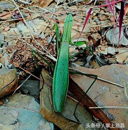 窟窿山,凤凰山星月