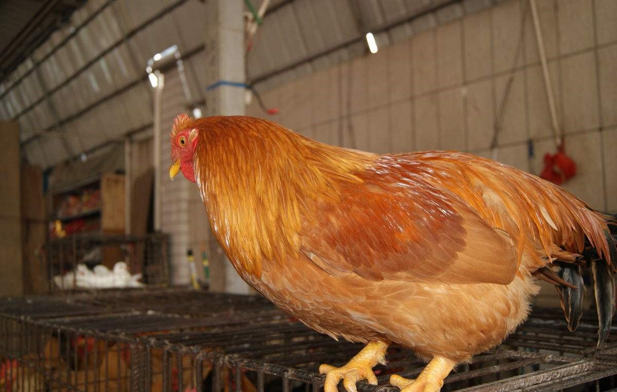 养鸡病症介绍视频,养鸡怎么防止各种鸡病