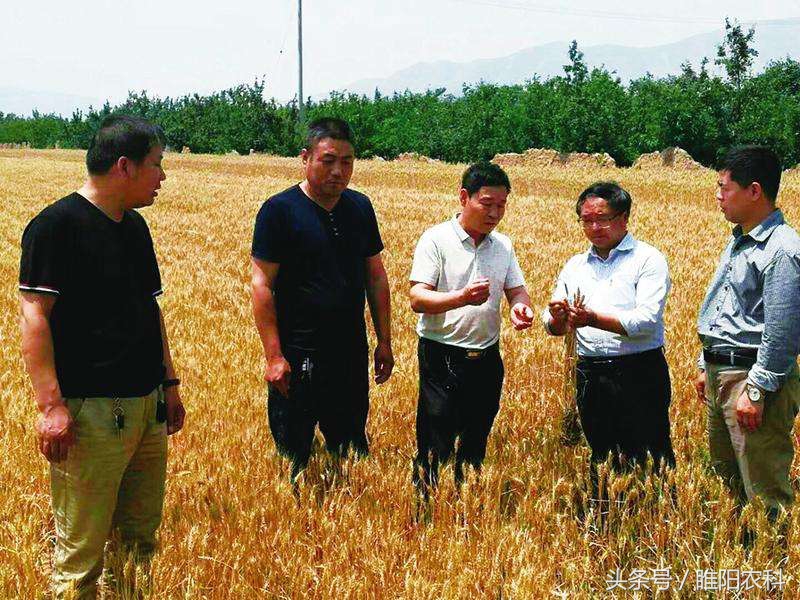 小麦品种推荐视频,小麦新品种十大排名