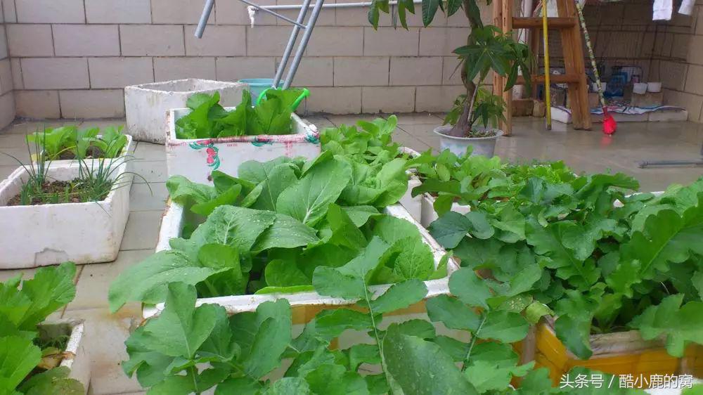 论种族天赋，在下是彻底输给了这波神操作了！