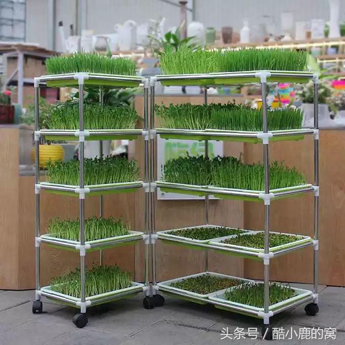 论种族天赋，在下是彻底输给了这波神操作了！