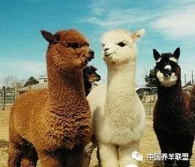 羊驼养殖赚钱吗,羊驼和驼羊有着本质的区别吗