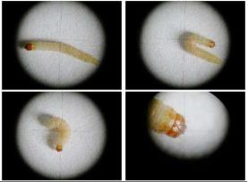 粮食生虫还能吃吗,谷物类生虫还能要吗