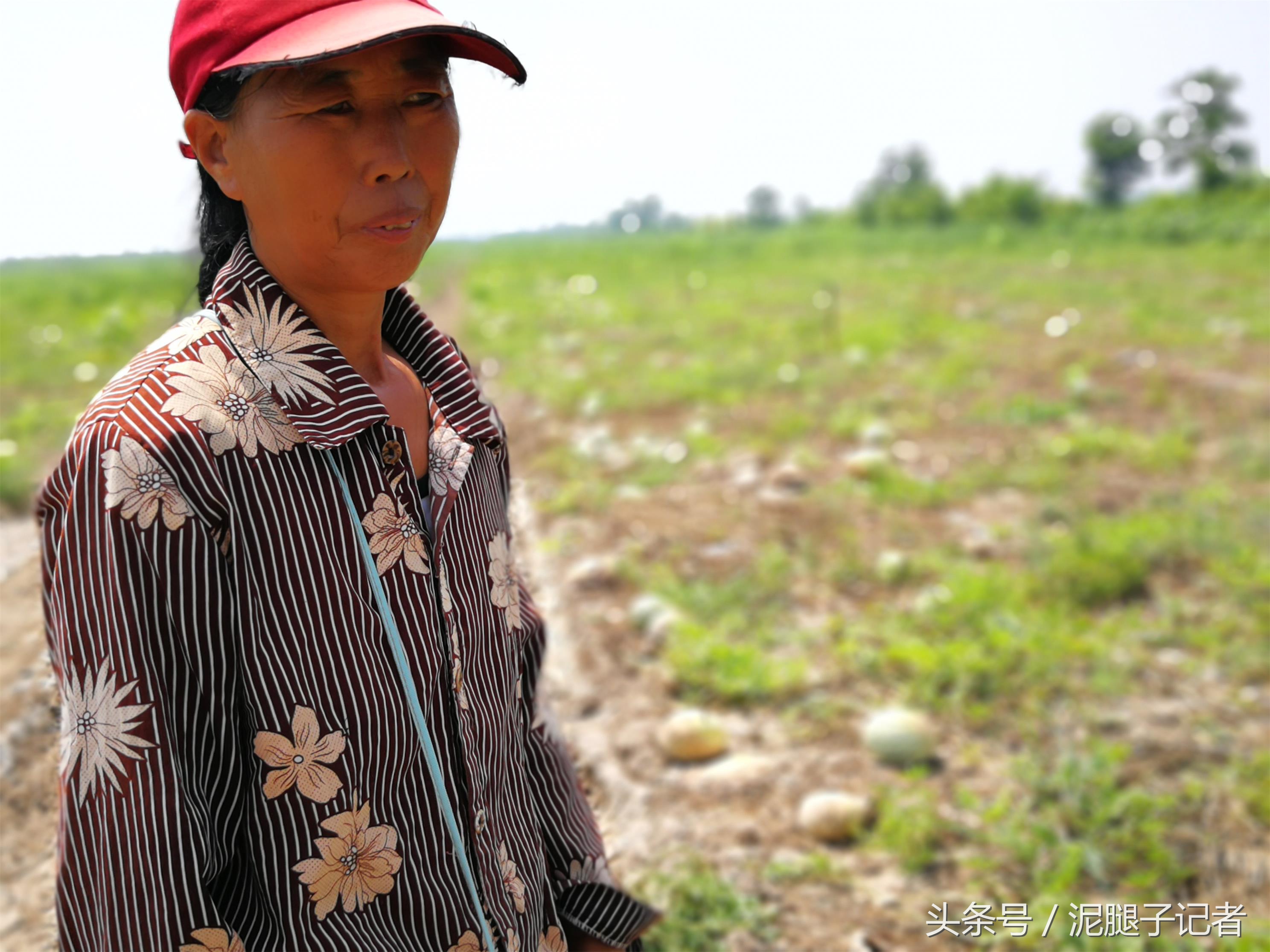 高温天气引起西瓜腐烂的原因,西瓜高温坏了有得救吗
