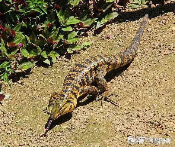 像海参又像虫子的东西是什么,像海参的虫子是什么