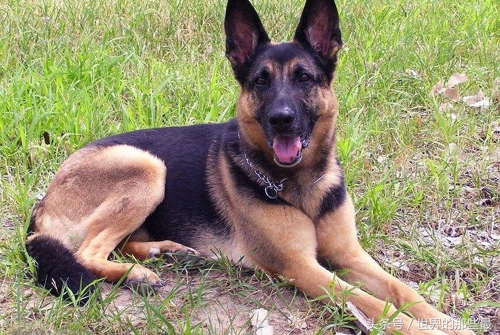 不适合当警犬军犬的八种狗,什么狗能当军犬和警犬