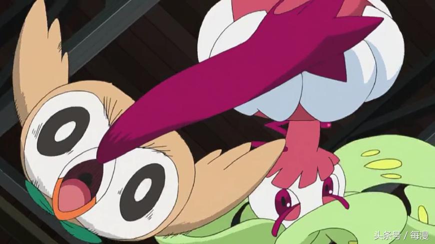 小智的木木枭最终进化了吗,小智的木木枭后来进化了吗