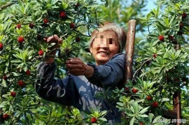 华山长空栈道一男子悬崖轻生,华山长空栈道男子跳崖被救