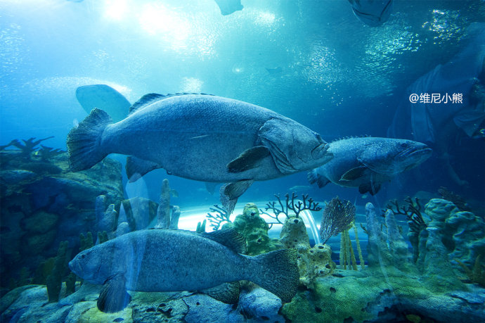 暑假珠海长隆最全游玩攻略,珠海长隆海洋王国暑假门票多少钱