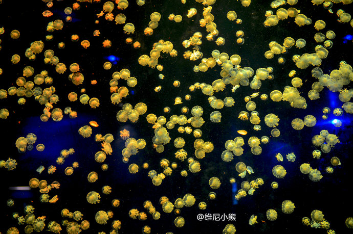 暑假珠海长隆最全游玩攻略,珠海长隆海洋王国暑假门票多少钱