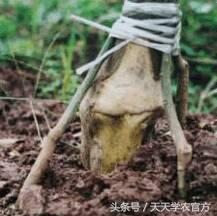 剪坏了的柑橘树如何补救,柑橘树错误修剪