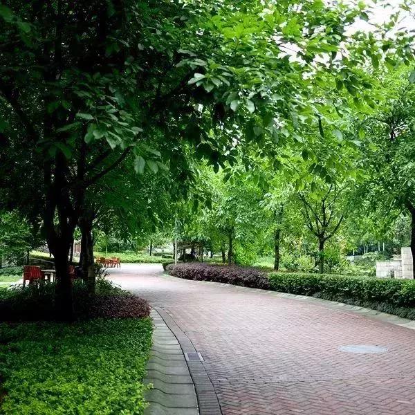 深圳最新的一个超级公园,深圳美景免费景点