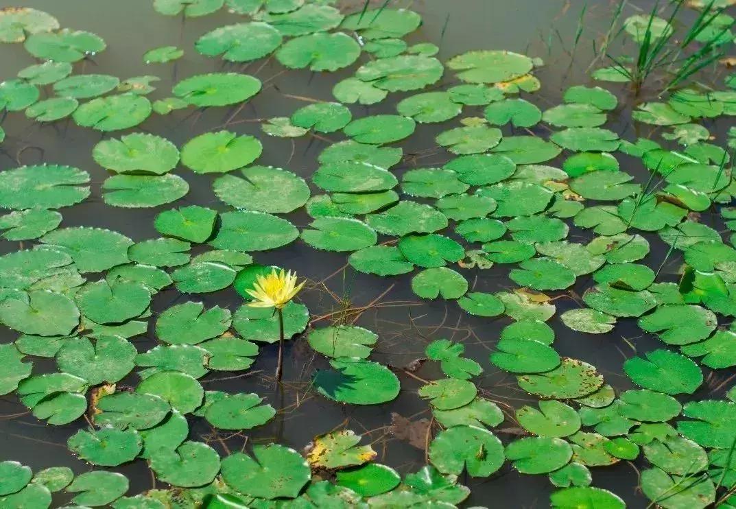 深圳足球公园免费开放,深圳南山免费足球场