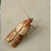 粮食生虫了还可以吃吗,谷物生霉了还可以吃吗