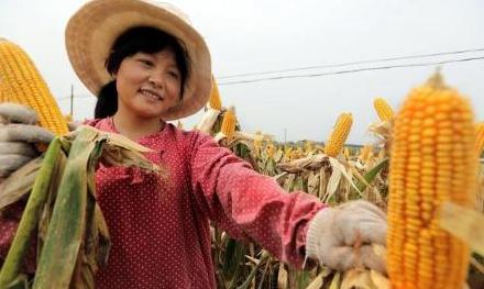 什么玉米种子最好高产,春播玉米和夏播玉米哪个高产