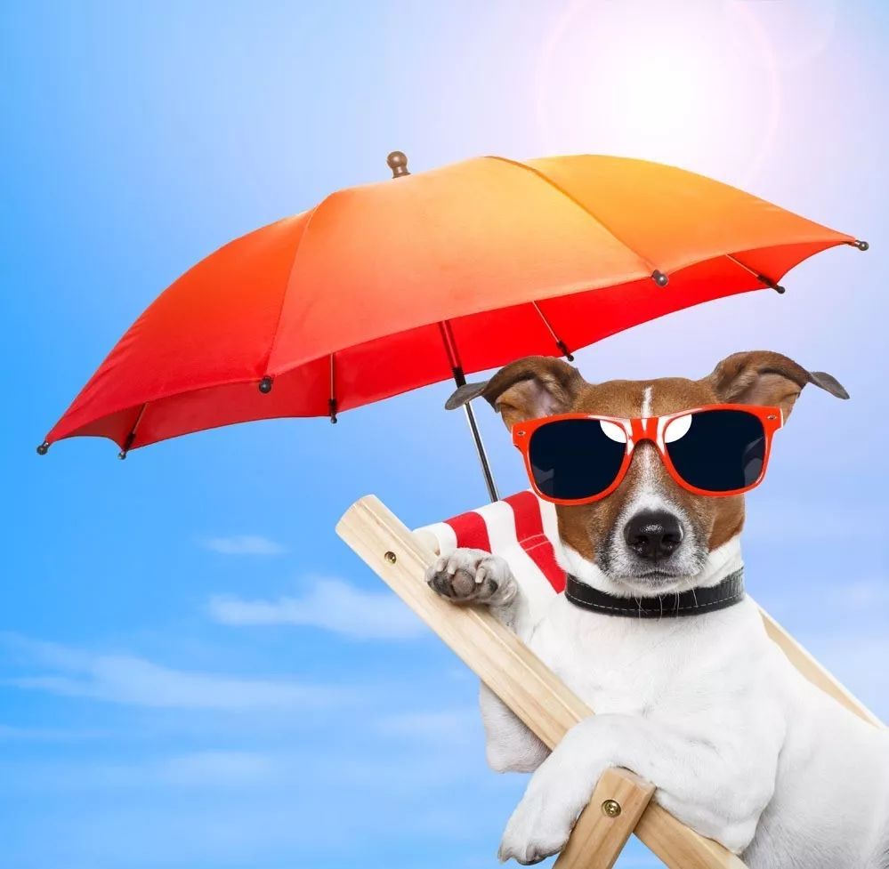 一招解决狗狗泪痕,如何解决狗狗泪痕