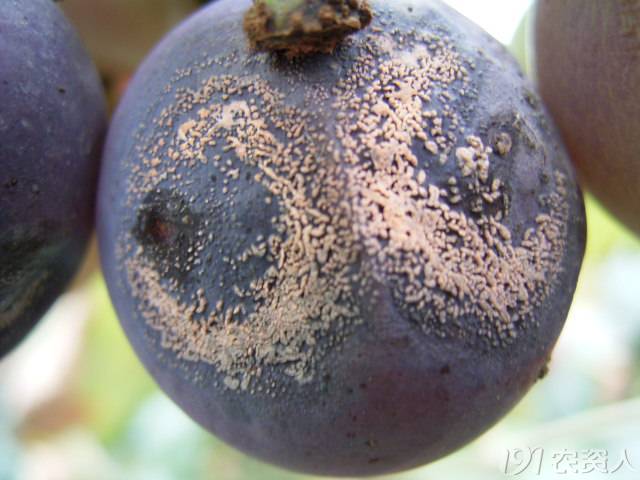 葡萄常见病害对照表,阳光玫瑰葡萄常见病害